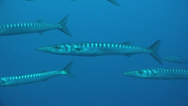 Barracudas Passing Super Close Front Camera Blue Ocean Backdrop — Video