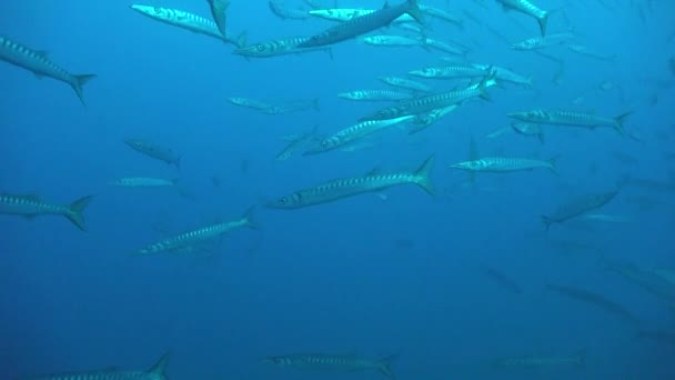 Big Shoal Barracuda Passing Open Water — Stock Video