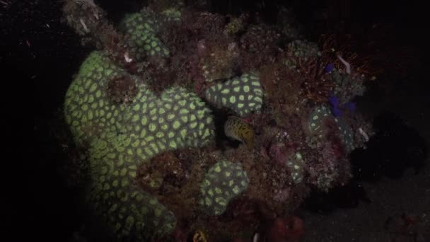 Fimbriated Moray Eel Coral Rock Night — Vídeos de Stock