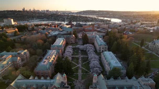 Washington Üniversitesi Nin Kiraz Çiçeklerinin Üzerinde Başlayan Uzaktaki Seattle Şehir — Stok video