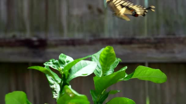 Slow Motion Butterfly Flying Lemon Tree — Stockvideo