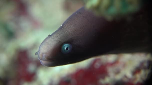 White Eyed Moray Eel Super Close Front Camera Coral Reef — Vídeo de Stock