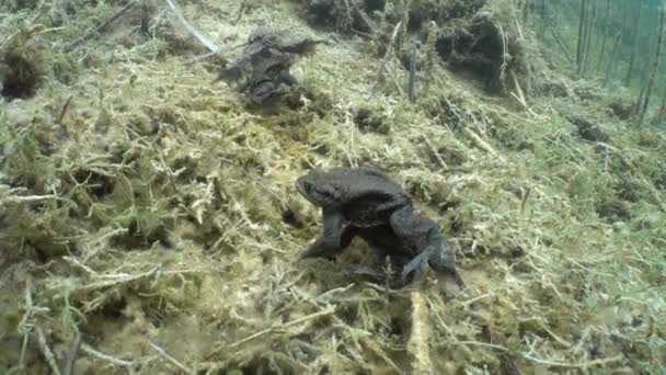Üreme Döneminde Erkek Ortak Kurbağalar Bufo Bufo Temiz Sularda Yüzer — Stok video