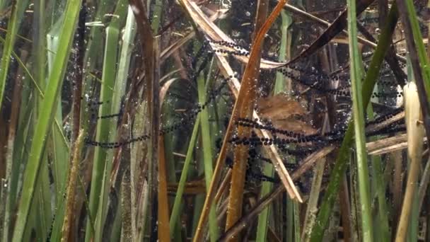 Common Toad Bufo Bufo Gelatinous Egg Strings Tangled Plant Stalks — Vídeo de Stock