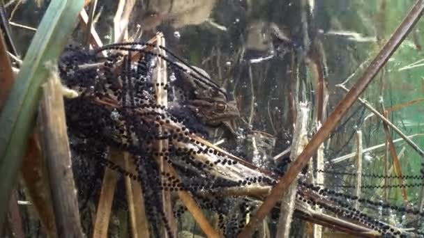 Sapo Común Bufo Bufo Macho Agarrando Hembra Con Sus Extremidades — Vídeo de stock