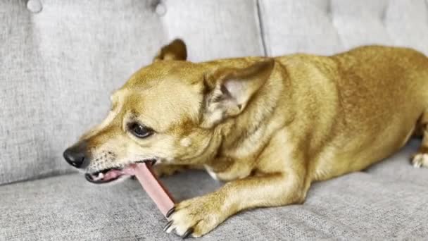 Słodkie Brązowy Jack Russel Pies Chętnie Żuć Smaczne Kości Stary — Wideo stockowe