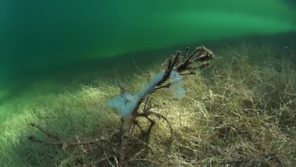 European Perch Perca Fluviatilis Spawning Shoal Egg String Branches Submerged — Video