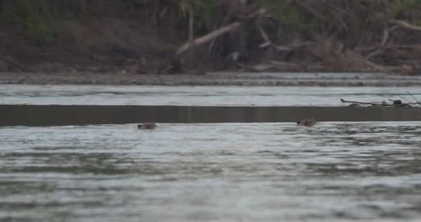 Pocos Capybara Nadando Través Del Río Círculo Revelan Disparo — Vídeos de Stock