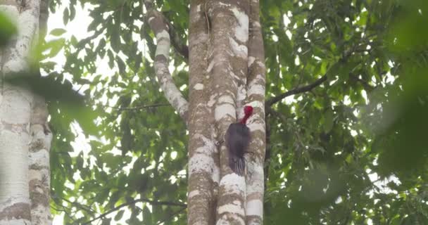 Red Necked Woodpecker Hunting Insects Birch Trees Tambopata National Reserve — Video Stock