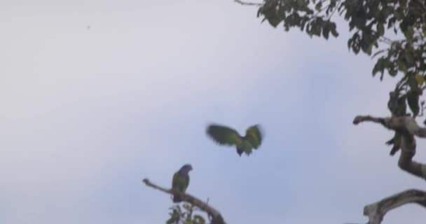 青の頭のオウムは枝の上に着地し 占有者のオウムを遠ざける — ストック動画