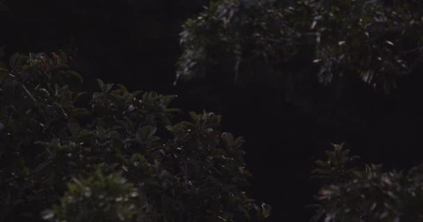 Fledermäuse Ernähren Sich Dunkler Nacht Regenwald Von Bäumen — Stockvideo