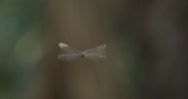 Achteraanzicht Van Zwevende Libelle Terwijl Deze Naar Links Glijdt — Stockvideo