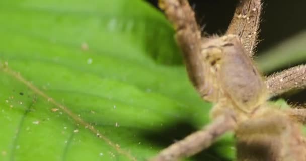 Wandering Spider Aggressively Raises Front Legs Threatened Tambopata National Reserve — стоковое видео