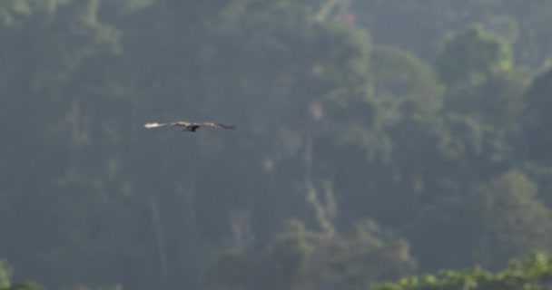 Red Throated Caracara Soars Majestically Rainforest Treetops — Stok Video