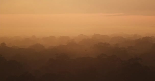Elevated Tree Canopy View Jungle Golden Hour Tracking Bird Shot — Stok video