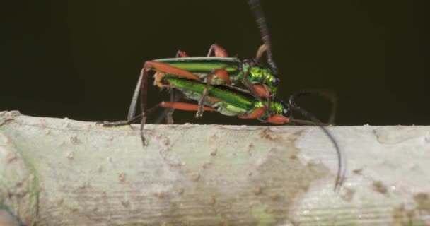 Green Tiger Beetles Mating Eye Level Shot Peruvian Rain Forest — ストック動画