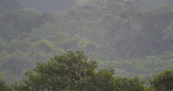 Vuelo Panorámico Tucán Garganta Blanca Sobre Dosel Forestal Perú — Vídeo de stock