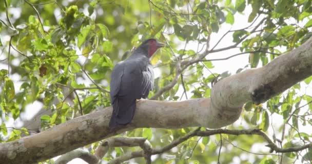 Kırmızı Boğazlı Caracara Ağaçta Tünemiş Sesleniyor Tambopata Ulusal Rezervi — Stok video