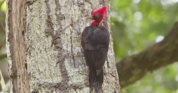Male Red Necked Woodpecker Preens Tree Trunk Tambopata National Reserve — Stok video