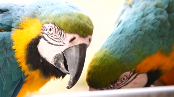 Makro Zbliżenie Strzał Pary Ładny Niebieski Żółty Macaw Papugi Jedzenia — Wideo stockowe