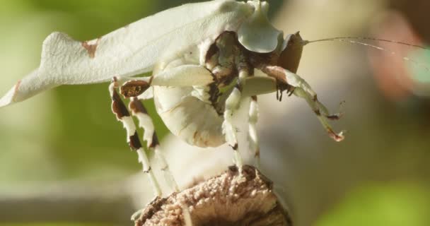 Críquete Críquete Críptico Orthoptera Limpando Uma Manhã — Vídeo de Stock