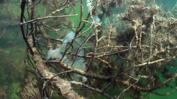 在爱沙尼亚的一个清澈的湖中 欧洲栖木 Perca Fluviatilis 用卵线在水下树枝上产卵 — 图库视频影像