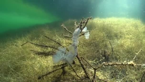 유럽의 섭금류 Perca Fluviatilis 에스토니아의 호수에서 가지에 소알을 낳는다 — 비디오