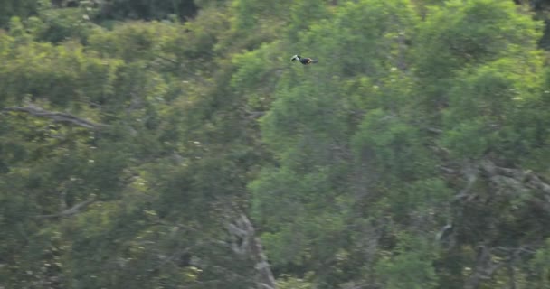 White Throated Toucan Glides Rainforest Canopy Lands Gracefully — ストック動画