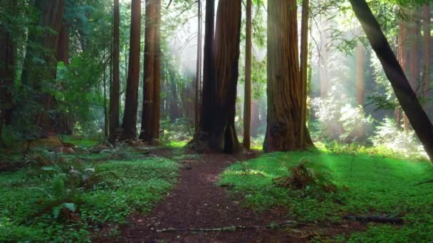 Wide Shot Sun Rays Shining Forest Trees Muir Woods National — Wideo stockowe