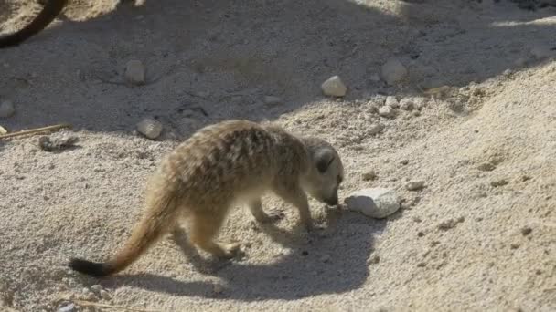 Cute Baby Meerkat Slowly Digging Hole Sandy Terrain Outdoors Sunny — Stok video