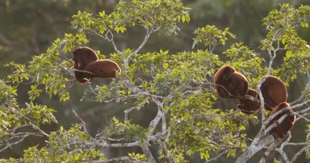 Troupe Red Howler Monkeys Sit Forest Canopy Golden Morning Sunlight — Video Stock