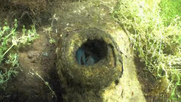 European Crayfish Astacus Astacus Hiding Hole Submerged Tree Clear Watered — Vídeo de stock