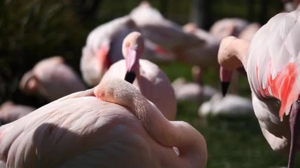 Zbliżenie Strzał Różowy Flamingo Śpi Głową Własnym Ciele Świetle Słonecznym — Wideo stockowe