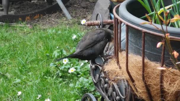 从园圃收集材料筑巢的雌性黑鸟 — 图库视频影像