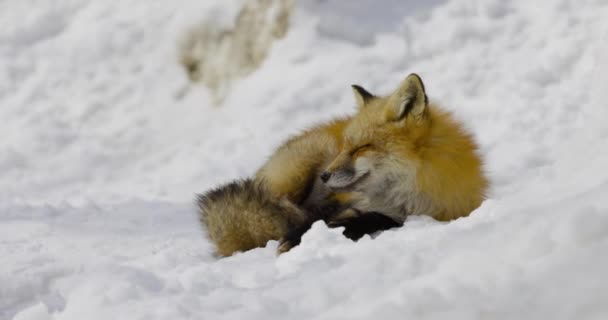 Schöner Fuchs Schnee — Stockvideo