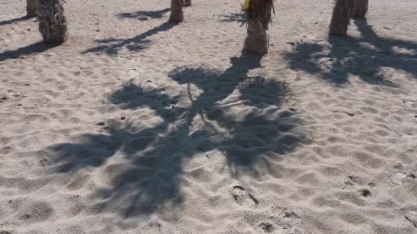 Shadows Palm Trees Traced Sandy Beach Shore Mediterranean Sea Alicante — Stok video