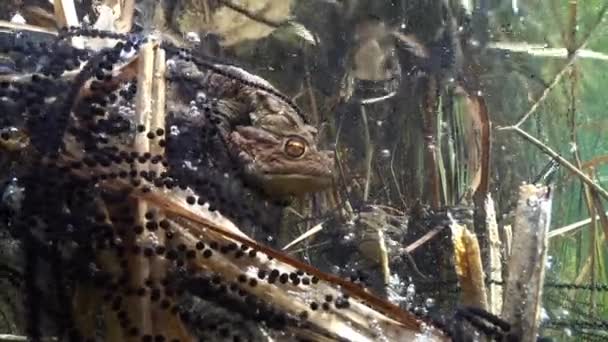 Common Toad Bufo Bufo Male Grasping Female His Fore Limbs — Vídeo de Stock