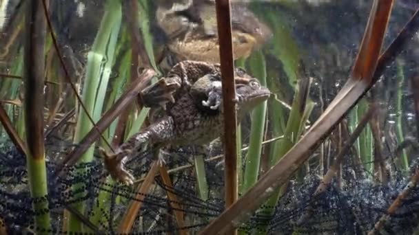 Krötenmännchen Bufo Bufo Greift Weibchen Mit Seinen Vorderen Gliedmaßen Unter — Stockvideo