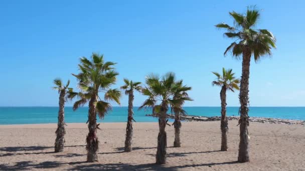 ヤシの木のグループは スペインのアリカンテにある地中海の青い海の海岸沿いの砂浜にあります — ストック動画