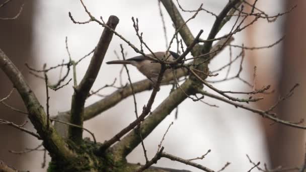Der Amselvogel Steht Auf Den Nackten Ästen Eines Wegfliegenden Baumes — Stockvideo