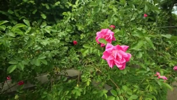 Rosa Rosa Rossa Nei Venti Estivi Fiore Rosa Selvatica — Video Stock