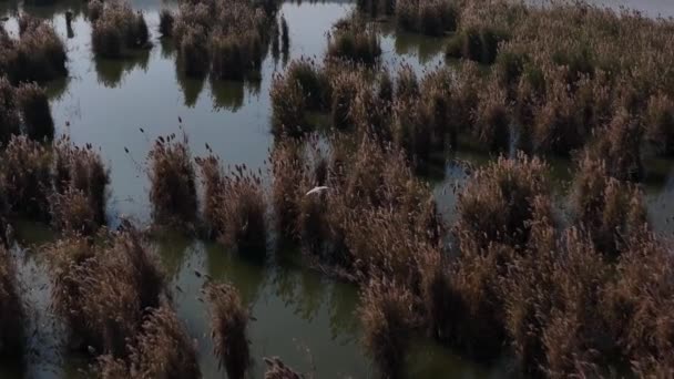 Kallar Kahar Een Toeristische Hotspot Gelegen Ongeveer Kilometer Van Stad — Stockvideo