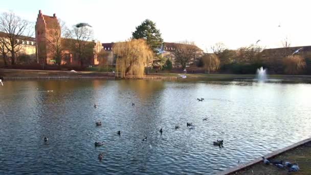 Park Lake Med Mås Och Anka Flying Och Kyrka Sunset — Stockvideo