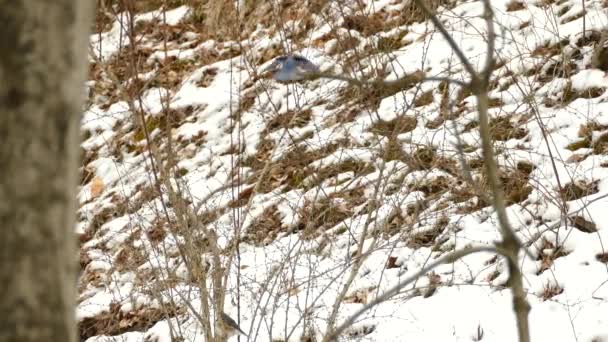 东方蓝鸟飞翔并降落在干枯的树枝上 蓝鸟栖息冬季风景 — 图库视频影像