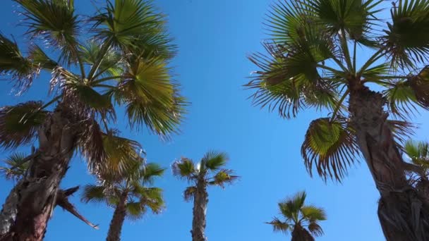 Las Palmeras Ven Contra Cielo Azul Claro Junto Orilla Del — Vídeo de stock