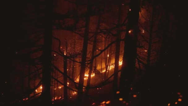 Égő Sziluetterdő Tűz Szikrák Világítanak Éjszakában Lassított Felvétel — Stock videók