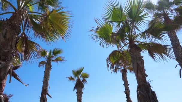 Group Palm Trees Seen Clear Blue Sky Shore Mediterranean Sea — Vídeo de stock