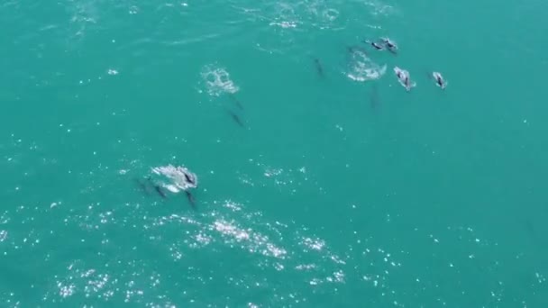 코스타리카의 근처에 코스타리카 태평양 연안에 점박이 돌고래의 아름다운 꼬투리 — 비디오