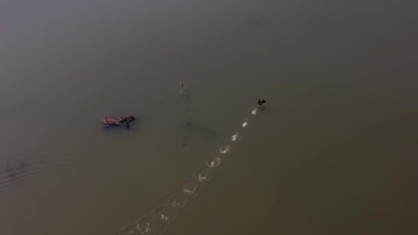 Adembenemende Wilde Dieren Luchtfoto Van Stomme Witte Zwaan Opstijgen Van — Stockvideo