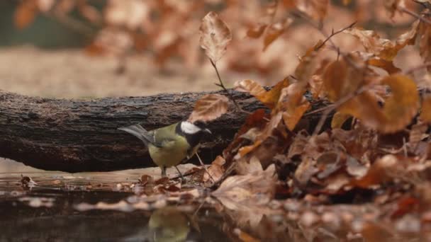 Great Tit Bird Jumping Water Fallen Orange Leaves Autumn Parus — стоковое видео